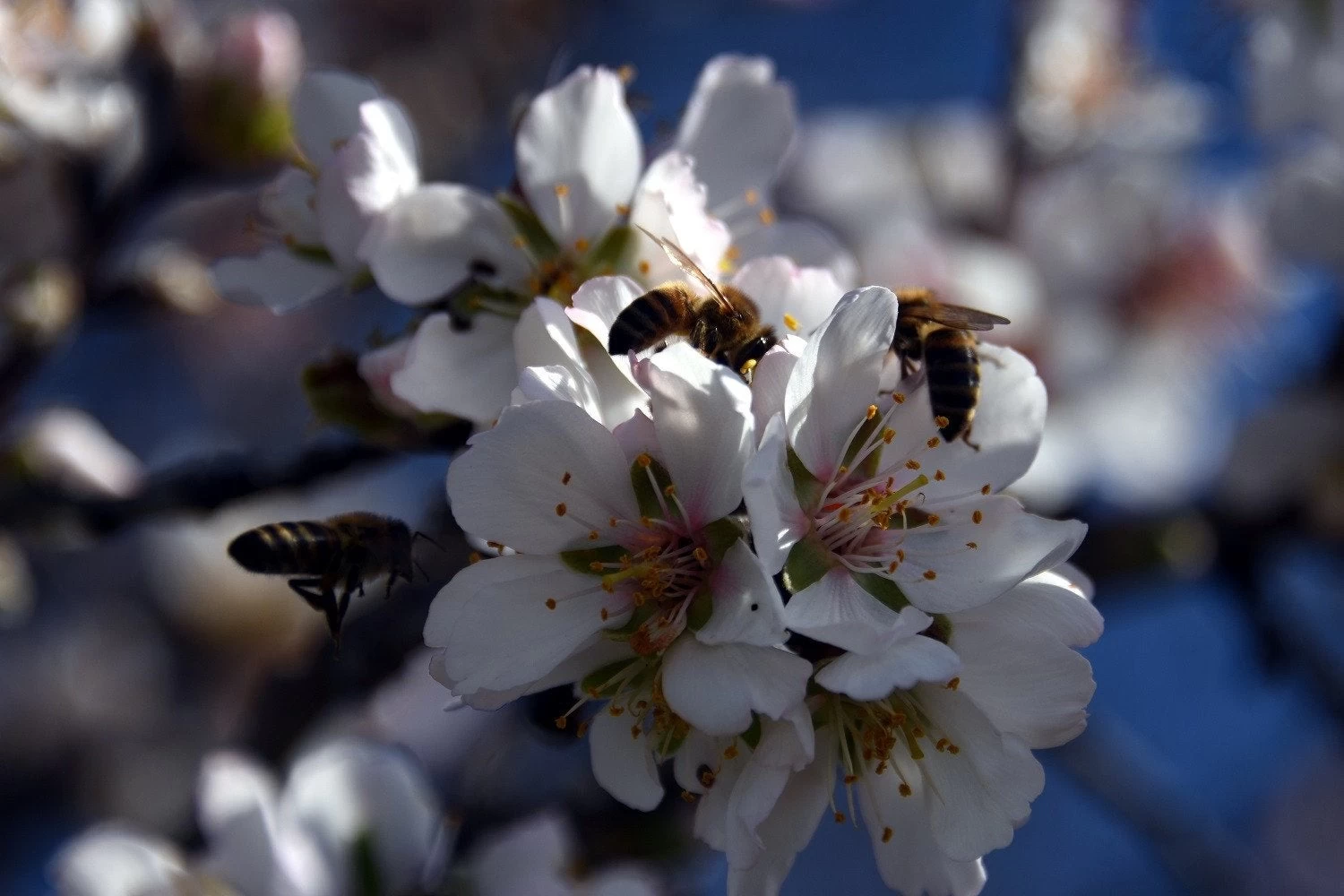Ερευνα-σοκ: Το ένα τρίτο των εντόμων του πλανήτη θα εξαφανιστεί – Κινδυνεύουν τα φυσικά οικοσυστήματα
